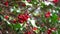 Christmas holly tree branches with red berry fruits