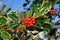 Christmas Holly Tree Closeup of Berries and Green Variegated Lea