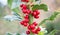 Christmas holly vertical branch with red berries on the blurred background