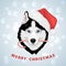 Christmas husky dog