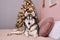 Christmas Husky dog. Hotel concept for animals. Vetclinic. Animal Calendar Template. Christmas card with dog. Animal shelter. Gift