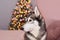 Christmas Husky dog. Hotel concept for animals. Vetclinic. Animal Calendar Template. Christmas card with dog. Animal shelter. Gift