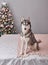 Christmas Husky dog. Hotel concept for animals. Vetclinic. Animal Calendar Template. Christmas card with dog. Animal shelter. Gift