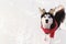 Christmas husky dog in red scarf, deer horns, Santa attire in snowy forest