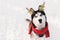 Christmas husky dog in red scarf, deer horns, Santa attire in snowy forest