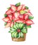 Christmas illustration of the blooming poinsettia plant in a pot