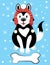 Christmas illustration of a dog in a hat and with a stone. A dog breeds of husky in the snow. Picture for the postcard