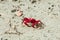 Christmas Island red crab Gecarcoidea natalis, a Brachyura land crab or red crazy ant shellfish Gecarcinidae species that is