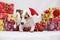 Christmas Jack Russell terrier with gifts