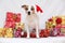 Christmas Jack Russell terrier with gifts