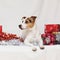 Christmas Jack Russell terrier with gifts