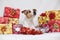 Christmas Jack Russell terrier with gifts