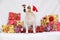 Christmas Jack Russell terrier with gifts