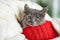 Christmas Kitten portrait in red pot. Cute gray kitten on white plaid. Newborn kitten Baby cat Kid domestic animal. Home pet. Cozy