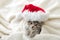 Christmas Kitten in santa claus hat portrait wrapped up in soft fluffy white plaid. Christmas gray tabby New Year cat