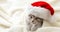 Christmas Kitten in santa claus hat portrait wrapped up in soft fluffy white plaid. Christmas gray tabby New Year cat. Long web