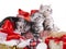 Christmas kittens