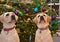 Christmas Labrador Retrievers