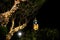 Christmas light decoration with the tower of Palacio Municipal in Merida, Yucatan, Mexico