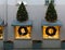 Christmas light installation an illumination  on fir trees on the Factory brand shop