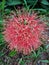 Christmas lily or salmon lily Scadoxus multiflorus