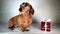 Christmas Miniature Dachshund