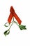Christmas mistletoe with a red ribbon