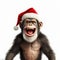 Christmas Monkey: Smiling Chimpanzee With Santa Hat On White Background