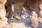 Christmas nativity scene in a stable with baby Jesus in a manger, Mary and Joseph