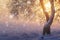 Christmas nature with snowflakes. Winter. Bright sunshine in foggy frosty morning at sunrise. Xmas background