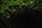 Christmas and New Year background. Christmas tree branch on a black background. Cones and fur-tree toys. View from above.