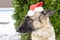 Christmas and New Year concept, horizontal photo. Portrait of a German shepherd dog in red santa claus hat in the yard, against a