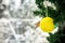 Christmas and New Year decorations on the street in the snow. A yellow ball of garland in the form of a ball of thread hangs on a