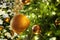 Christmas or New Year festive banner, golden christmas decorations glass balls, green pine branches, white snow and shiny lights