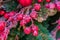 Christmas and New Year holidays background.  Christmas tree decorated with red frosted berries and balls.  Celebration concept