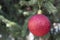 Christmas / New Year Red Decorative Ball Hanged on The Pine Tree