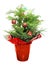 Christmas Norfolk Pine