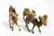 Christmas objects, plastic animals camels for nativity diorama i