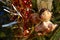 Christmas ornament toy as a girl angel flying on a star, ornating a natural fir tree in a park.