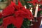 Christmas Ornaments Poinsettia Red Flowers White Candles, Craftsmanship, Light Noel Navidad, Decoration. Holidays Background