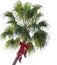 Christmas palm tree