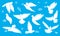 Christmas, peace and wedding dove bird silhouettes