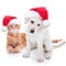 Christmas Pets Dog and Cat