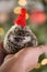 Christmas for pets. Hedgehog in a red knitted hat on a Christmas tree background.Christmas and New Years season.African