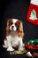 Christmas photo of cavalier king charles spaniel