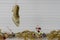 Christmas photography image of xmas decoration hanging up of victorian shoe with festive gold xmas background on white wood