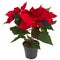 Christmas poinsettia