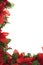 Christmas Poinsettia Border