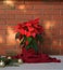 Christmas Poinsettia flower, Euphorbia Pulcherrima wrapped in red scarf and decorations on wooden table on red brick wall