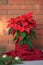 Christmas Poinsettia flower, Euphorbia Pulcherrima wrapped in red scarf and decorations on wooden table on red brick wall